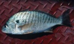 Image result for Leiostomus xanthurus