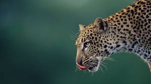 Image result for bilder