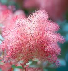 Attēlu rezultāti vaicājumam “Cotinus coggygria flower”