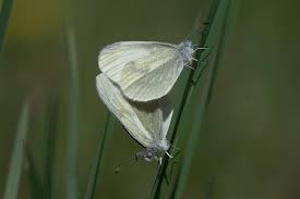 Attēlu rezultāti vaicājumam “Leptidea sinapis”