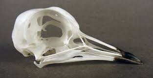 Attēlu rezultāti vaicājumam “Vanellus vanellus”