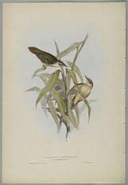 Image result for Locustella certhiola