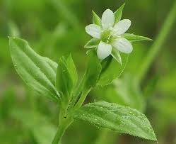 Attēlu rezultāti vaicājumam “Moehringia trinervia bud”