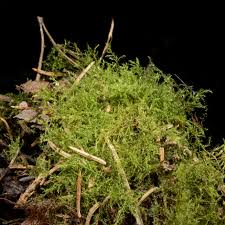 Attēlu rezultāti vaicājumam “Campyliadelphus elodes”