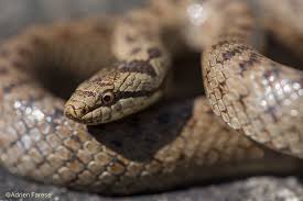 Attēlu rezultāti vaicājumam “Coronella austriaca”