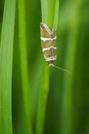 Attēlu rezultāti vaicājumam “Deltote bankiana”