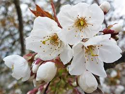 Attēlu rezultāti vaicājumam “Prunus avium flower”