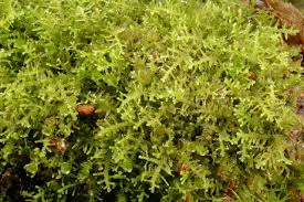 Attēlu rezultāti vaicājumam “Lepidozia reptans”