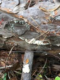 Attēlu rezultāti vaicājumam “Skeletocutis brevispora”