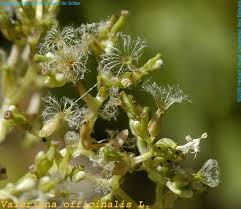 Attēlu rezultāti vaicājumam “Valeriana officinalis fruit”