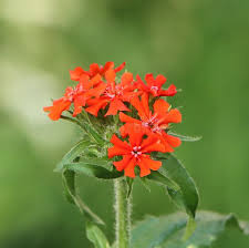Attēlu rezultāti vaicājumam “Silene chalcedonica flower”