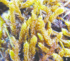 Attēlu rezultāti vaicājumam “Pseudocalliergon turgescens”