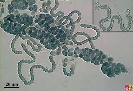 Attēlu rezultāti vaicājumam “Cyanophyta”