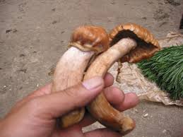 Attēlu rezultāti vaicājumam “Rozites caperata”