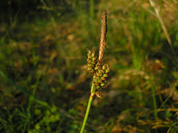 Attēlu rezultāti vaicājumam “Carex ericetorum”
