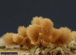 Attēlu rezultāti vaicājumam “Hemitrichia calyculata young”