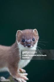 Attēlu rezultāti vaicājumam “Mustela erminea adult”