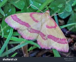 Attēlu rezultāti vaicājumam “Rhodostrophia vibicaria”