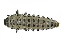 Attēlu rezultāti vaicājumam “Chrysomela vigintipunctata”