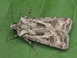 Attēlu rezultāti vaicājumam “Agrotis vestigialis”