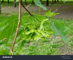 Attēlu rezultāti vaicājumam “Acer platanoides fruit”