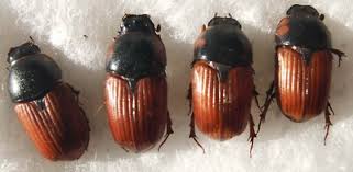 Attēlu rezultāti vaicājumam “Aphodius sp.”