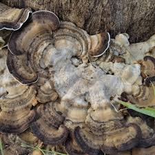 Attēlu rezultāti vaicājumam “Bjerkandera fumosa”