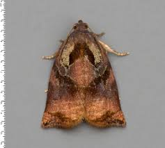 Attēlu rezultāti vaicājumam “Archips podana female”