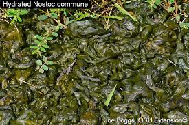 Attēlu rezultāti vaicājumam “Nostoc commune cells”