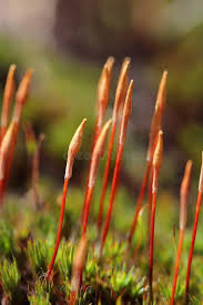 Attēlu rezultāti vaicājumam “Polytrichum juniperinum sporophyte”