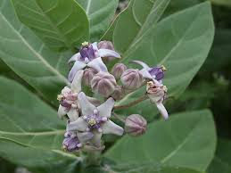 Attēlu rezultāti vaicājumam “Asclepiadaceae”