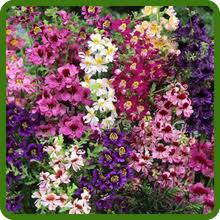 Image result for Schizanthus