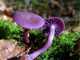 Attēlu rezultāti vaicājumam “Laccaria amethystina”