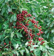 Attēlu rezultāti vaicājumam “Cerasus fruit”