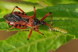 Attēlu rezultāti vaicājumam “Rhynocoris annulatus imago”