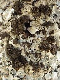 Attēlu rezultāti vaicājumam “Lobaria amplissima”