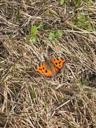 Attēlu rezultāti vaicājumam “Nymphalis xanthomelas pupa”