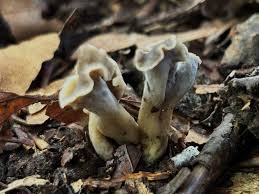 Attēlu rezultāti vaicājumam “Pseudocraterellus”