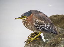 Image result for Butorides virescens