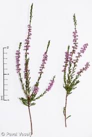 Attēlu rezultāti vaicājumam “Calluna vulgaris fruit”