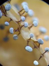 Attēlu rezultāti vaicājumam “Didymium bahiense macro”