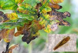 Attēlu rezultāti vaicājumam “Edwardsiana geometrica”