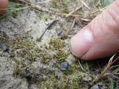 Attēlu rezultāti vaicājumam “Acaulon muticum”