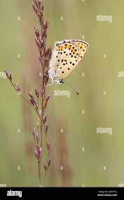 Attēlu rezultāti vaicājumam “Lycaena tityrus female”