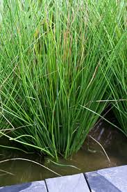 Attēlu rezultāti vaicājumam “Juncus inflexus”