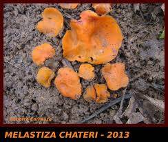 Attēlu rezultāti vaicājumam “Melastiza chateri”