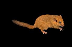 Attēlu rezultāti vaicājumam “Muscardinus avellanarius”