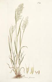 Attēlu rezultāti vaicājumam “Trisetum flavescens flower”