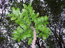 Attēlu rezultāti vaicājumam “Didymium xanthopus stalked”