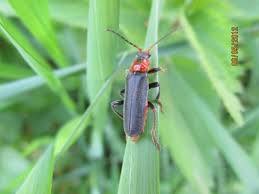 Attēlu rezultāti vaicājumam “Cantharis fusca”